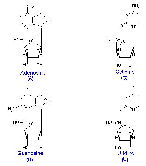 What Is The Structure Of A Nucleoside? | Socratic